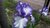 Iris germanica nº5