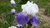 Iris germanca nº6