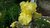 Iris germanica nº18