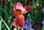 Iris germanica colores variados
