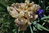 Iris germanica colores variados