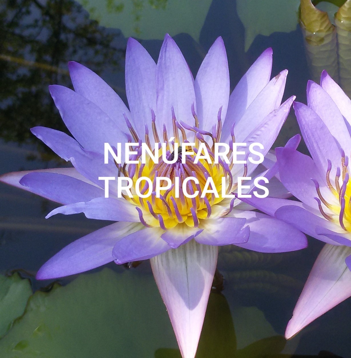 nenufares_tropicales1