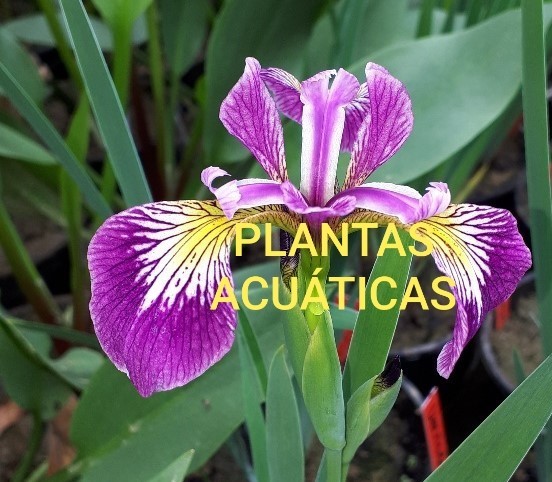 plantas_acuaticas